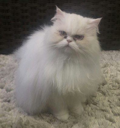 Foto original da gata Marie enviada pelo cliente, usada como base para o boneco