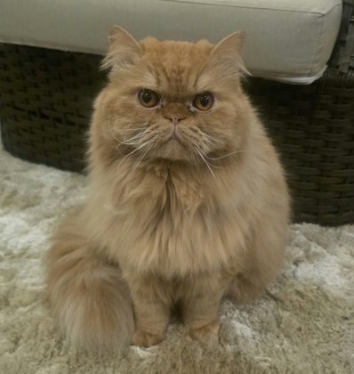 Foto original do gato Tobias enviada pelo cliente, usada como base para o boneco